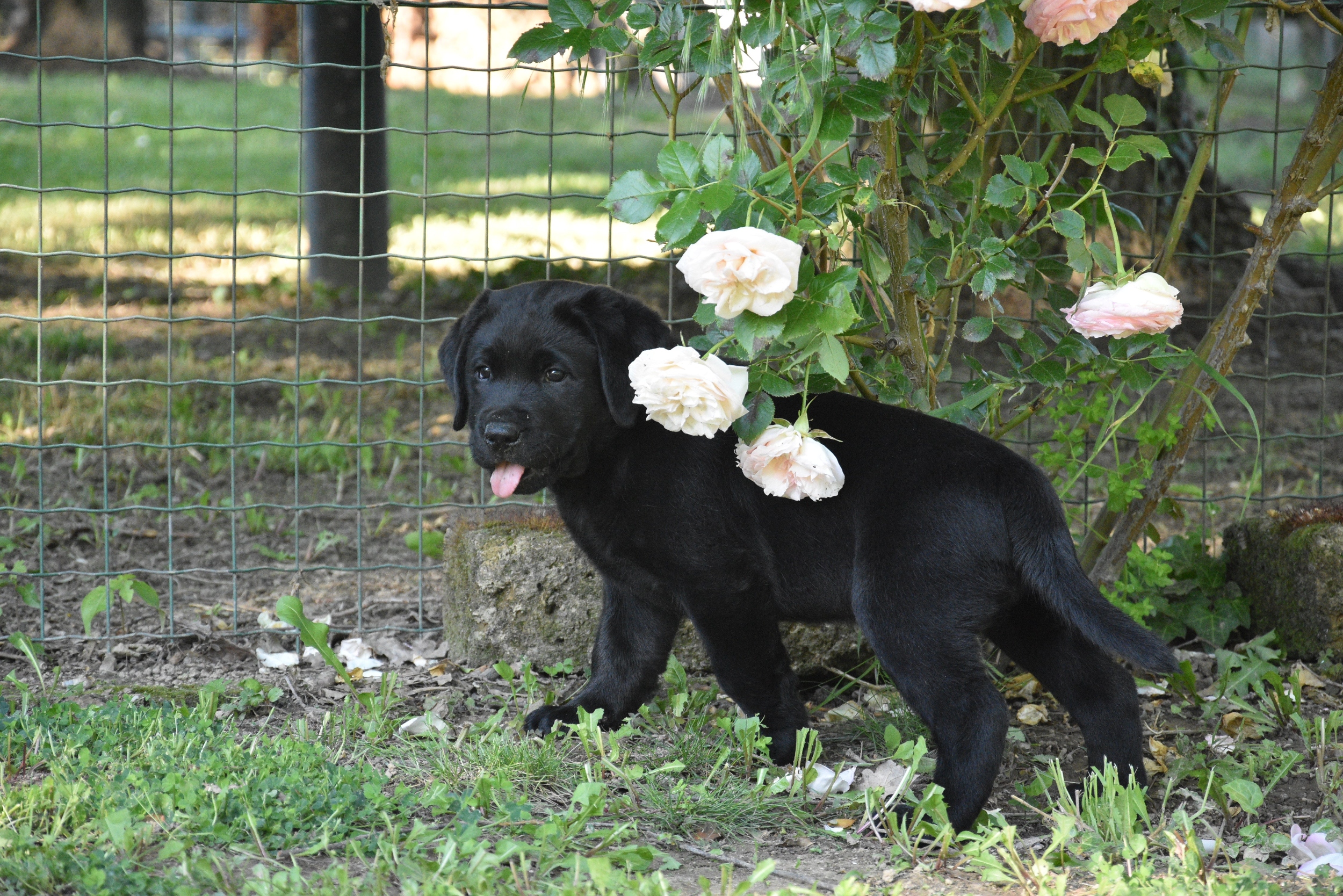 pulizia-rapida-senza-acqua-per-cani