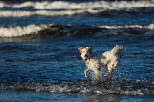 Mantenere il pelo del tuo cane nutrito e idratato dopo un bagno al mare...