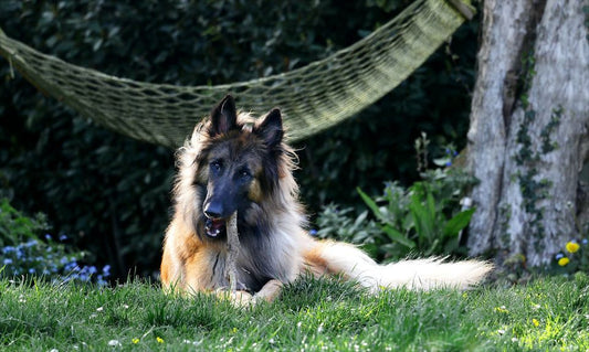 shampoo pelo lungo cane