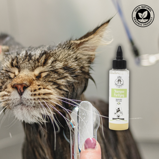 Shampoo Purificante | Gatto